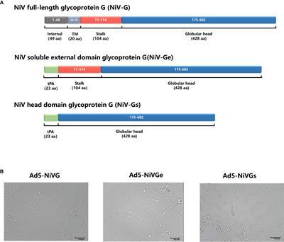 Nipah virus attachment glycoprotein ectodomain delivered by type 5 adenovirus vector elicits broad immune response against NiV and HeV